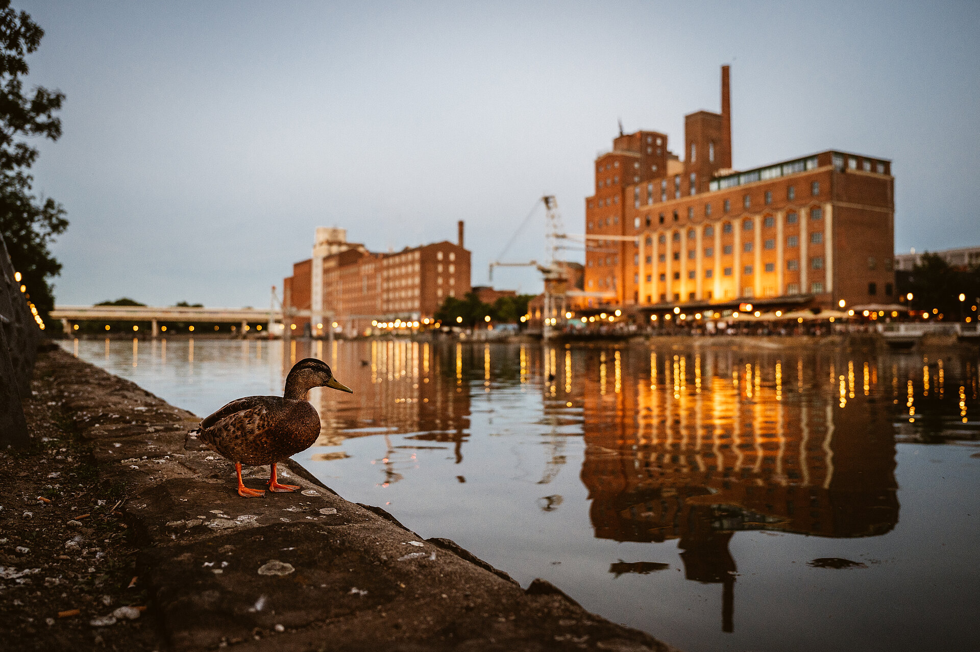 Ente am Duisburger Innenhafen.