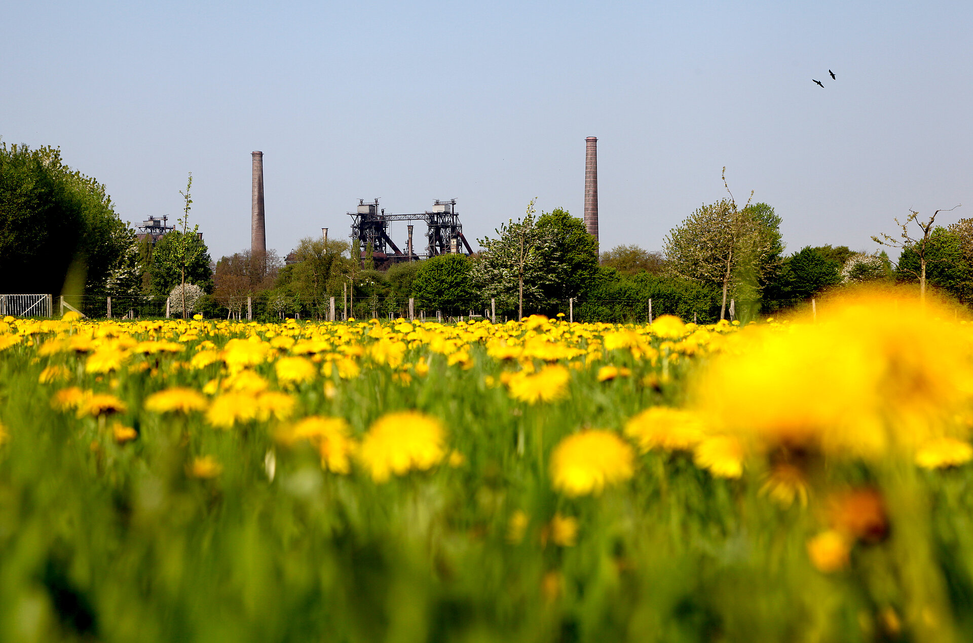 Ein klassisches Beispiel für Industrienatur: der Landschaftspark Duisburg-Nord.