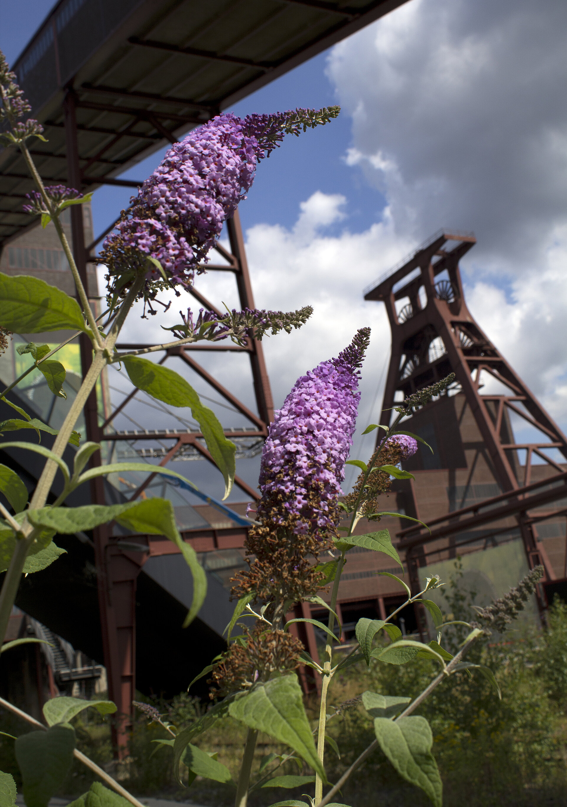 Welterbe Zollverein in Essen: Industrienatur im Schatten des Doppelbock.