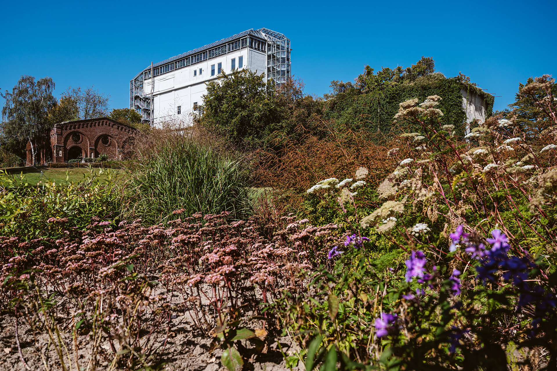 Blumen im Maximilianpark Hamm.