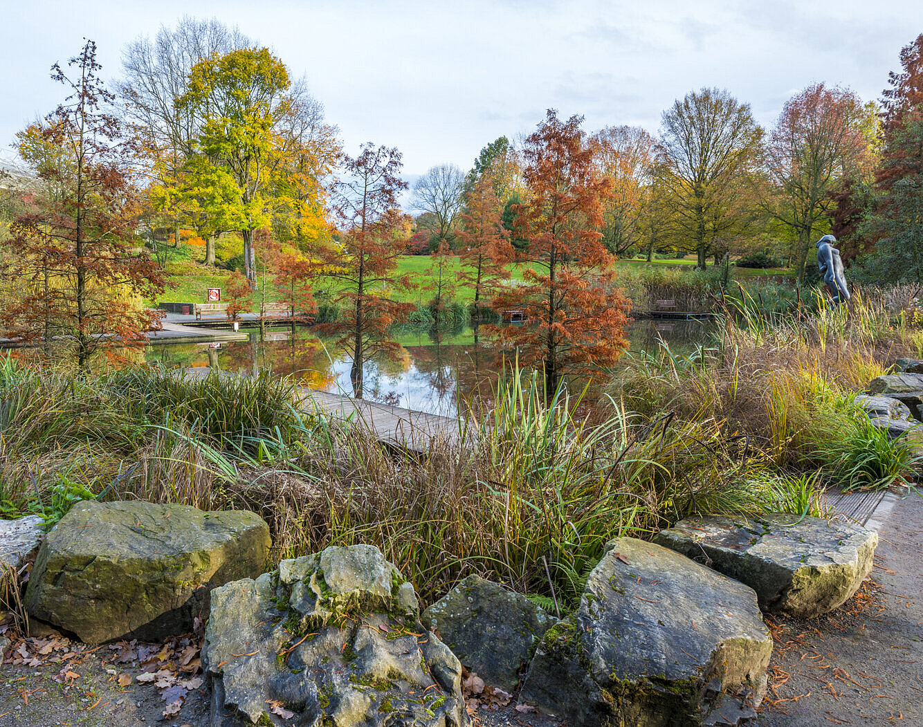 Sumpfzypressenwald im Essener Grugapark.