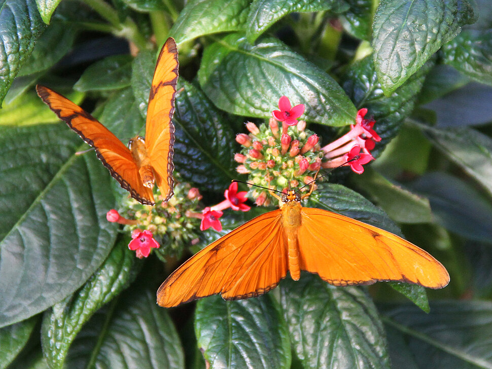 Eine der Attraktionen: das Schmetterlingshaus.