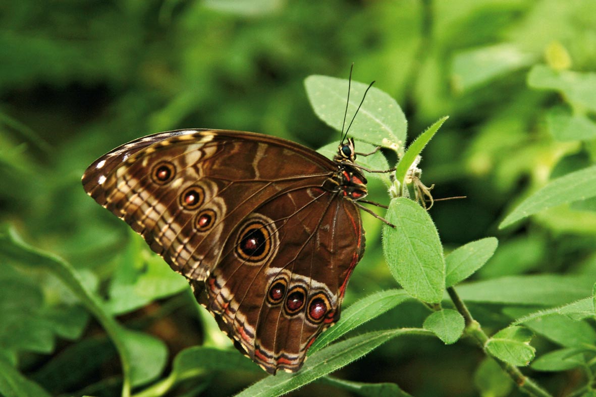 Morphofalter im Schmetterlingshaus.