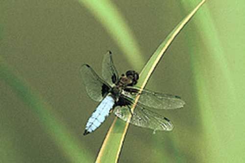 Libelle im Naturschutzgebiet Beversee.
